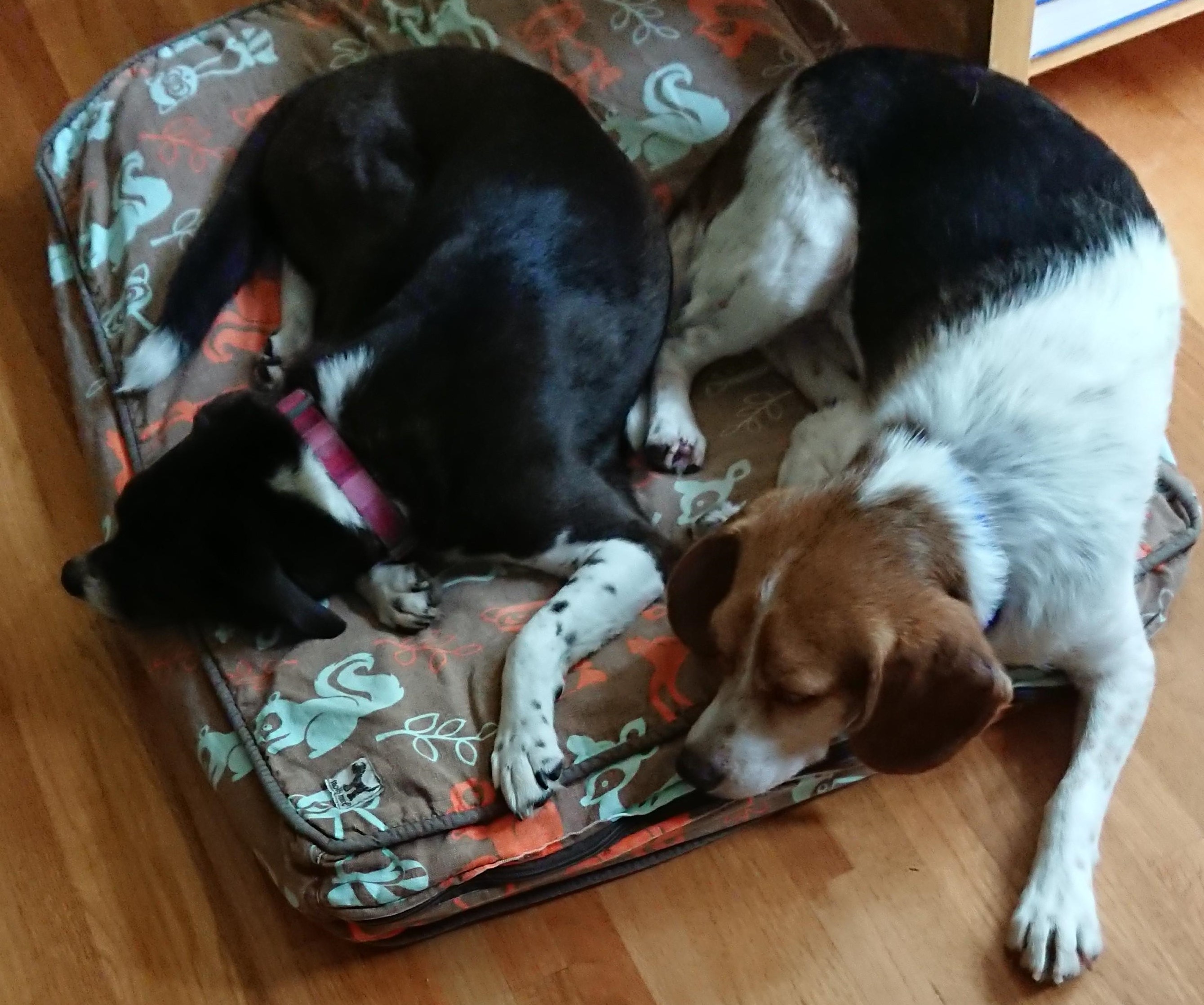 Two dogs sleeping on a dog bed